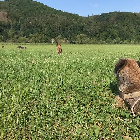 Apartment Kellerwald