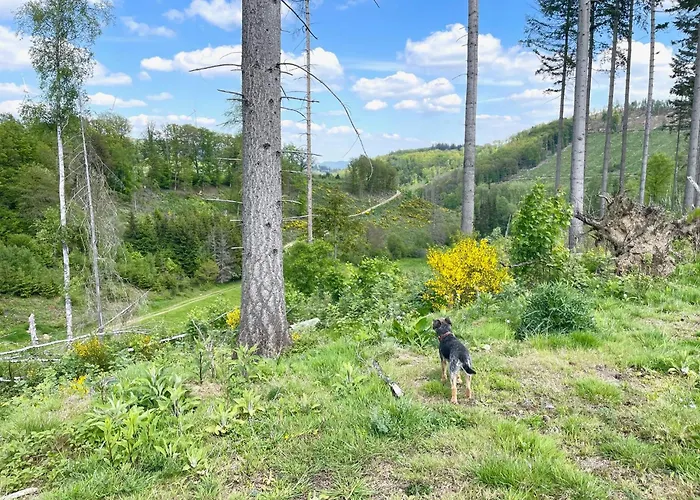 Kellerwald Apartman *